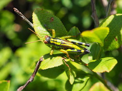 Miramella frinias