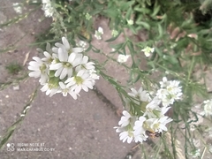Berteroa incana