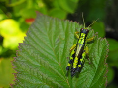 Miramella frinias