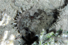 Opsanus beta