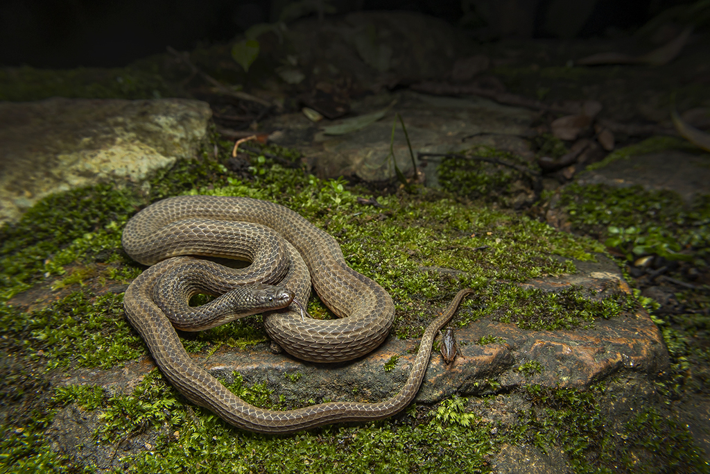 Opisthotropis