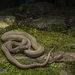 Striped Stream Snake - Photo (c) matthewkwan, some rights reserved (CC BY-ND), uploaded by matthewkwan