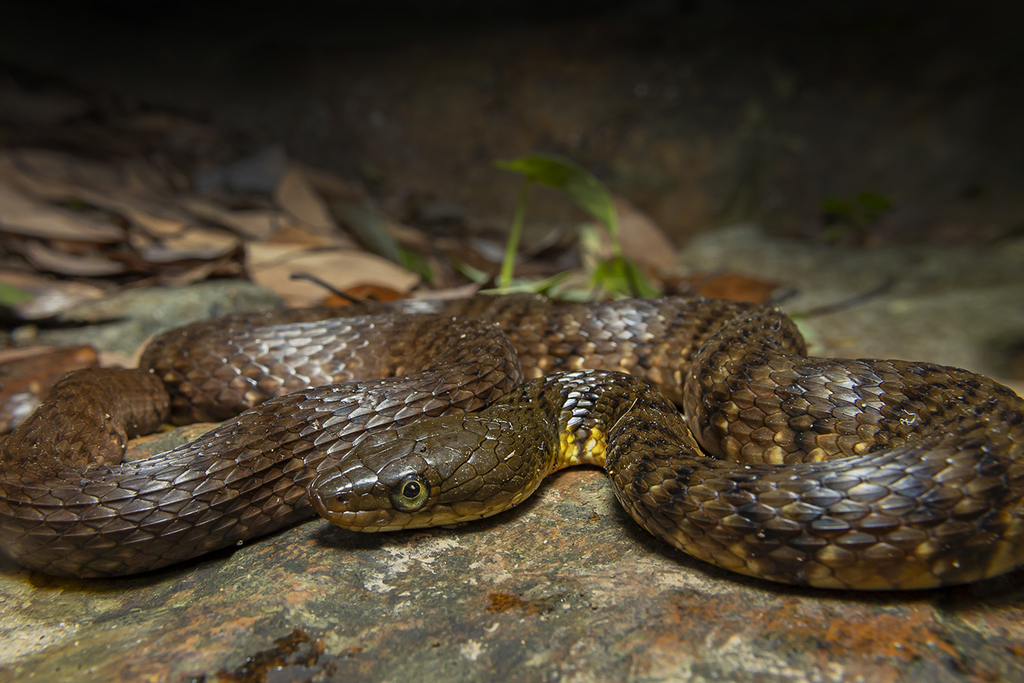 Mountain Water Snake