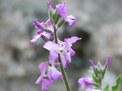 Hesperis laciniata