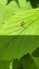 Coreus marginatus