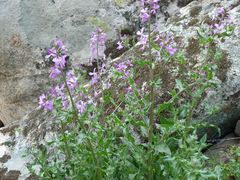 Hesperis laciniata