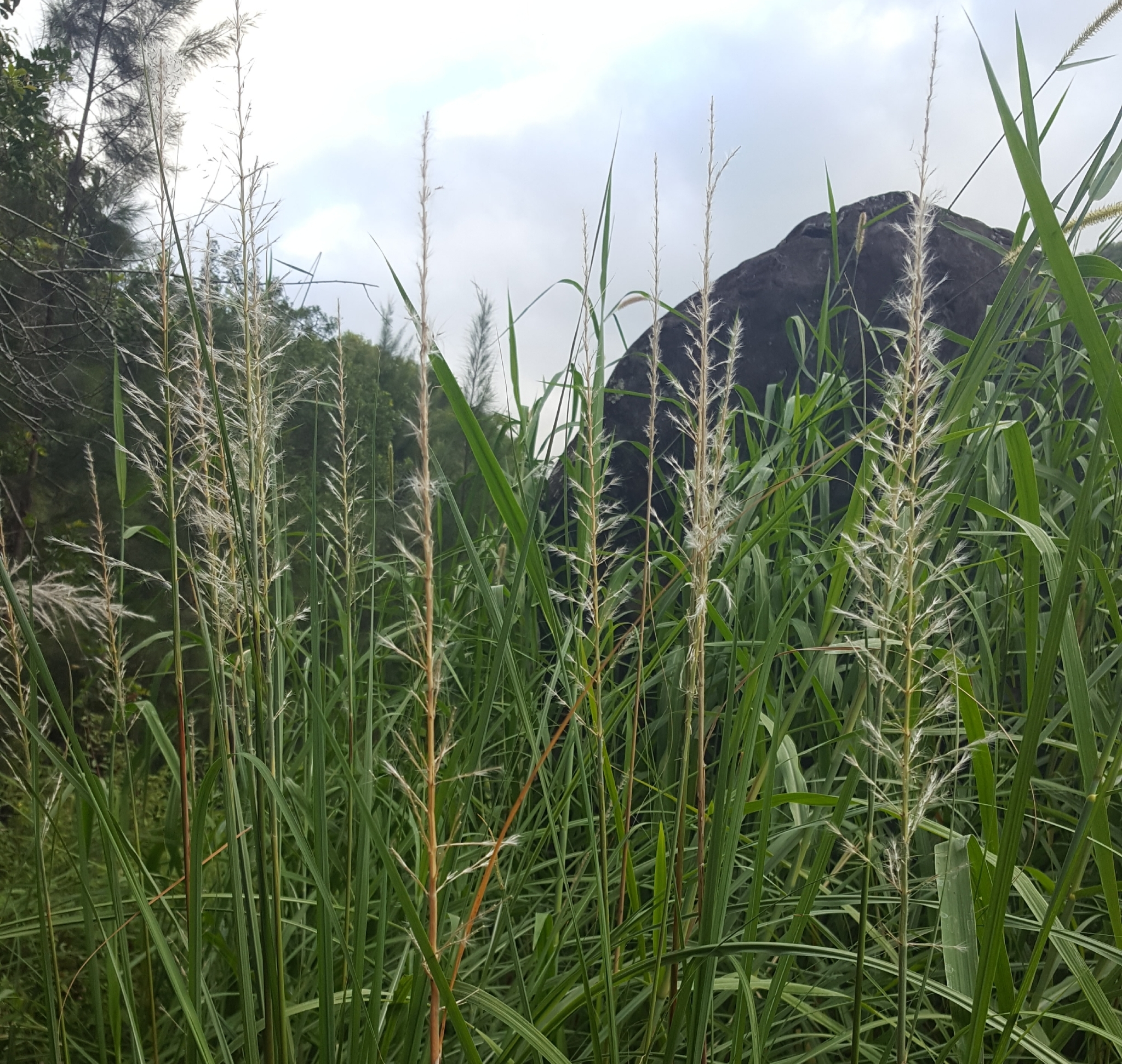 (c) François Rousseu, certains droits réservés (CC BY-NC) https://www.inaturalist.org/observations/85441101