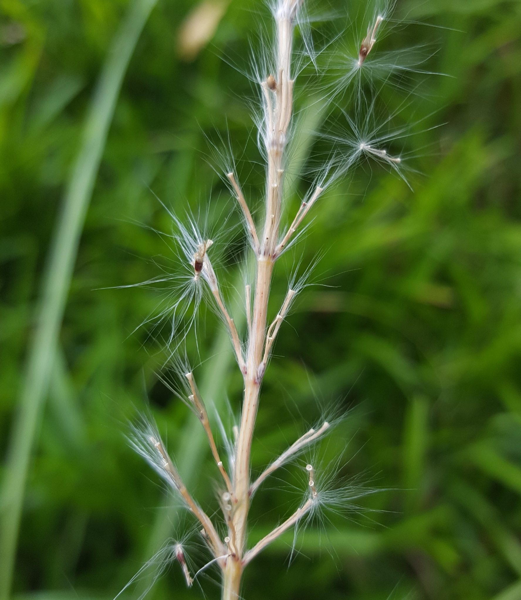 (c) François Rousseu, certains droits réservés (CC BY-NC) https://www.inaturalist.org/observations/85441101