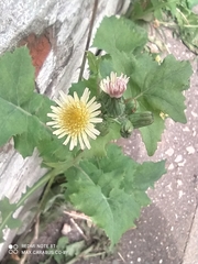 Sonchus oleraceus