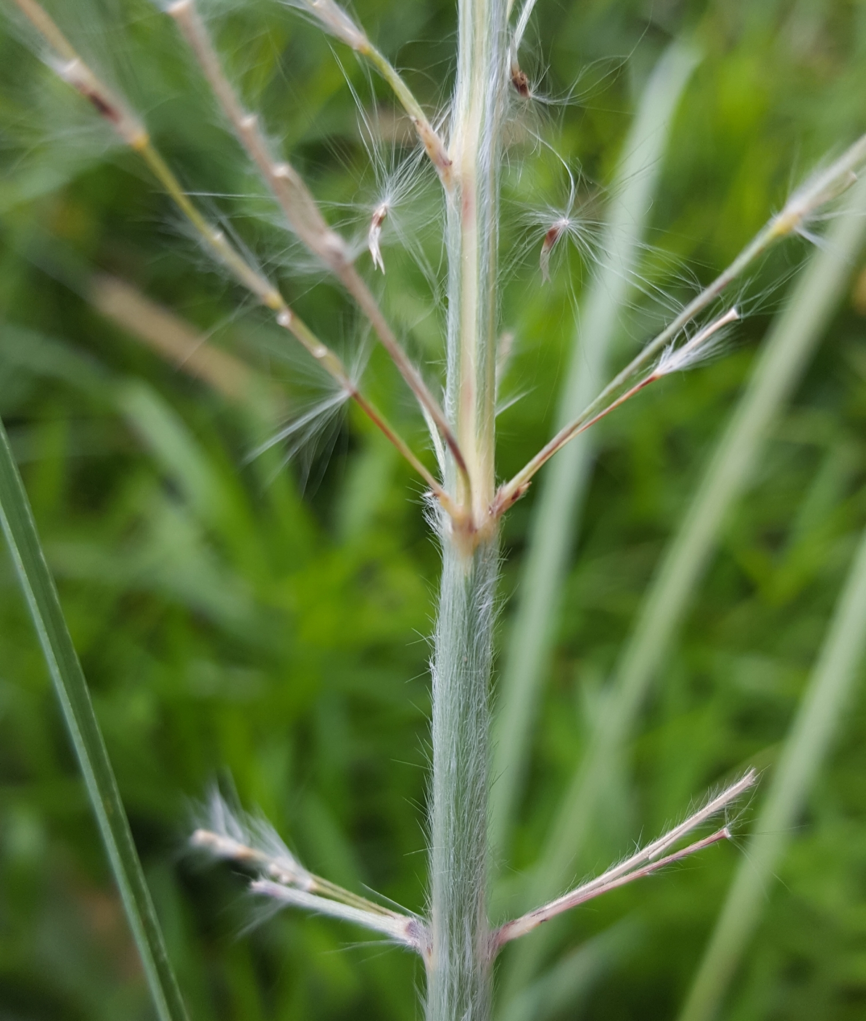 (c) François Rousseu, certains droits réservés (CC BY-NC) https://www.inaturalist.org/observations/85441101