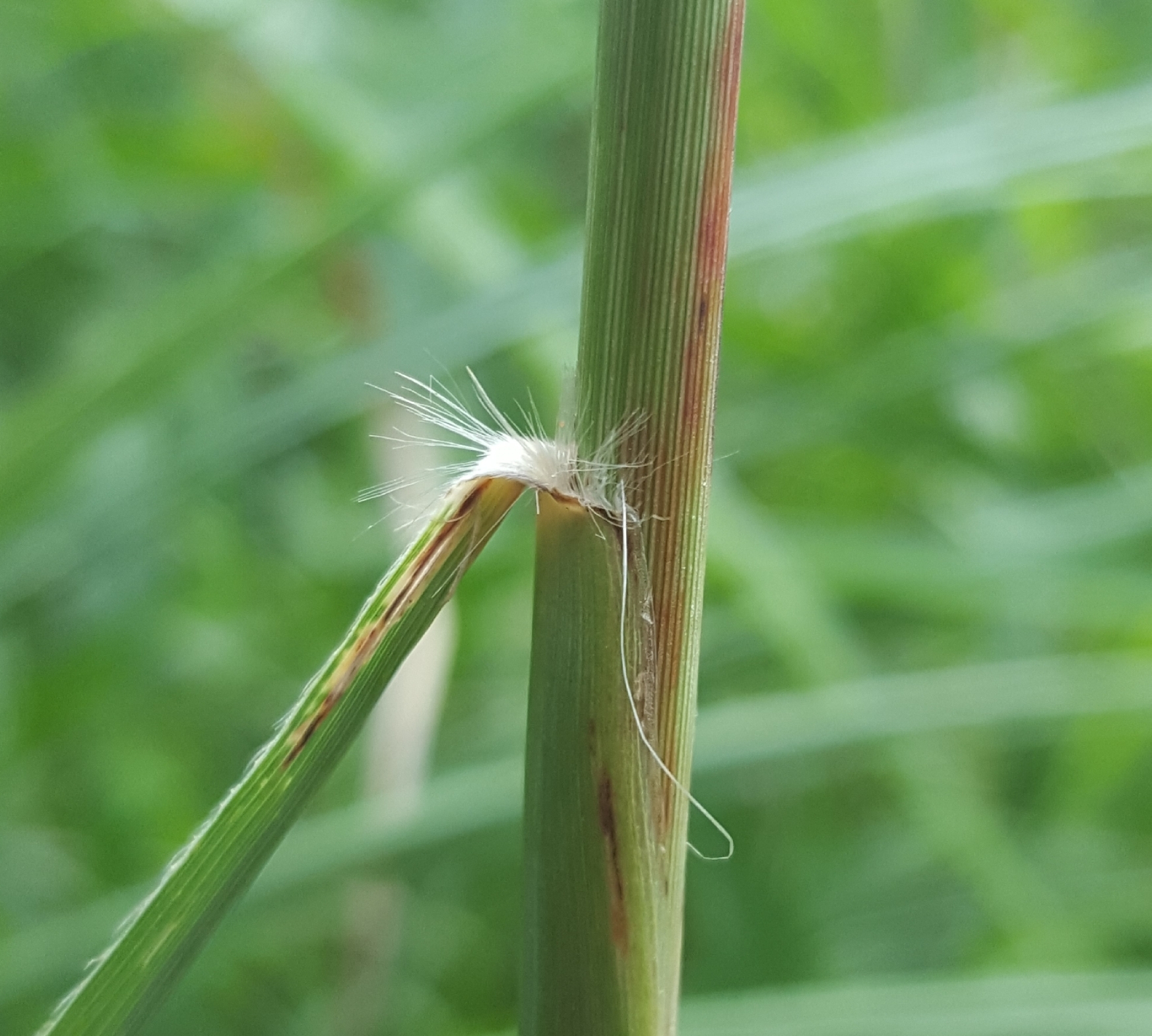 (c) François Rousseu, certains droits réservés (CC BY-NC) https://www.inaturalist.org/observations/85441101
