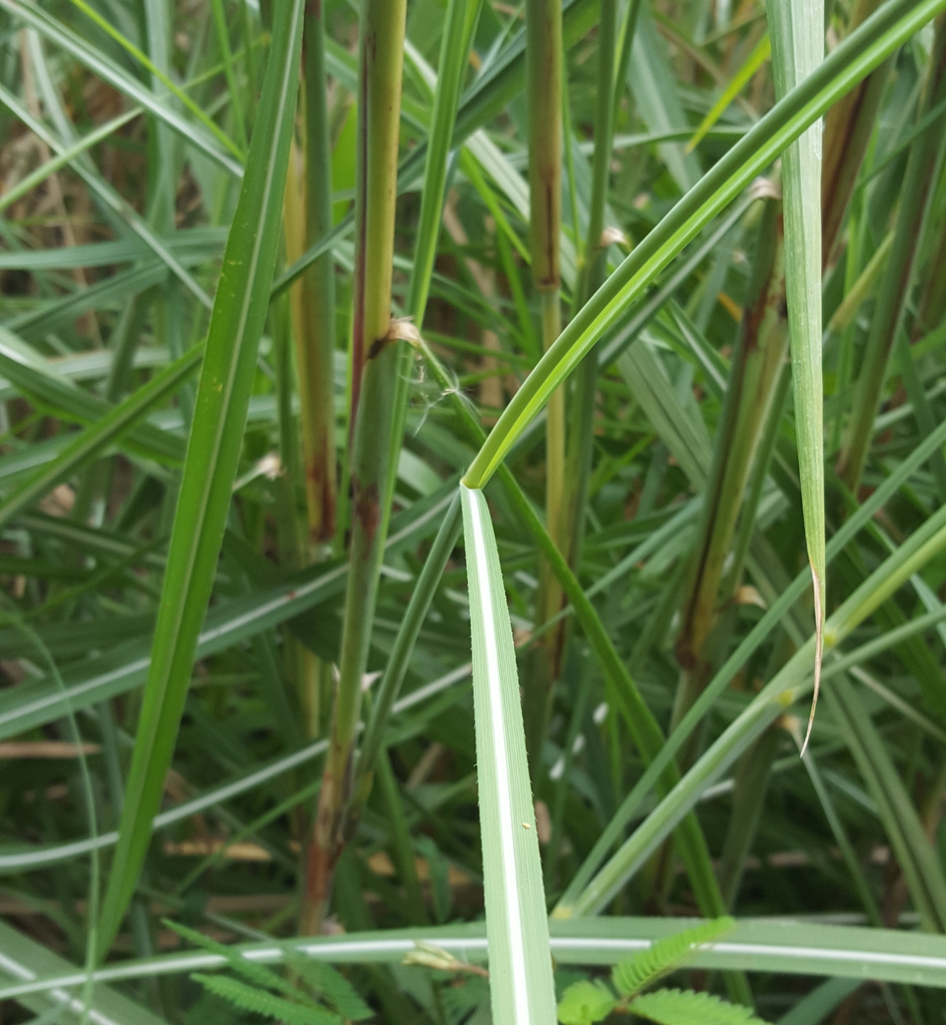 (c) François Rousseu, certains droits réservés (CC BY-NC) https://www.inaturalist.org/observations/85441101