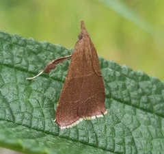 Parachma lequettealis