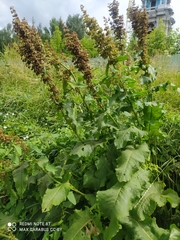 Rumex confertus