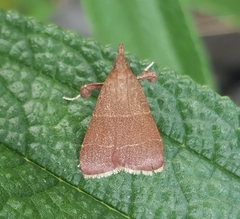 Parachma lequettealis