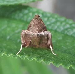 Parachma lequettealis