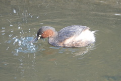 Tachybaptus ruficollis