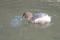 Tachybaptus ruficollis