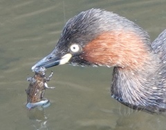 Tachybaptus ruficollis