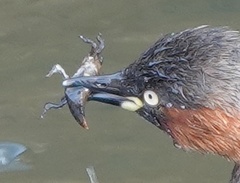 Tachybaptus ruficollis