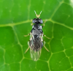 Pachygastrinae