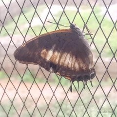 Charaxes viola viola