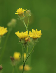 Crepis setosa