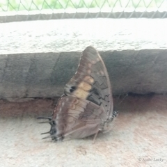 Charaxes viola viola