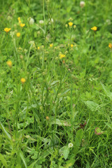 Crepis setosa