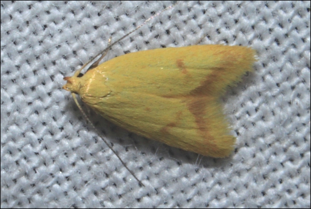 Aeolothapsa malacella