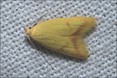 Aeolothapsa malacella
