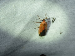 Ptychoglene coccinea