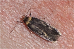 Barea codrella