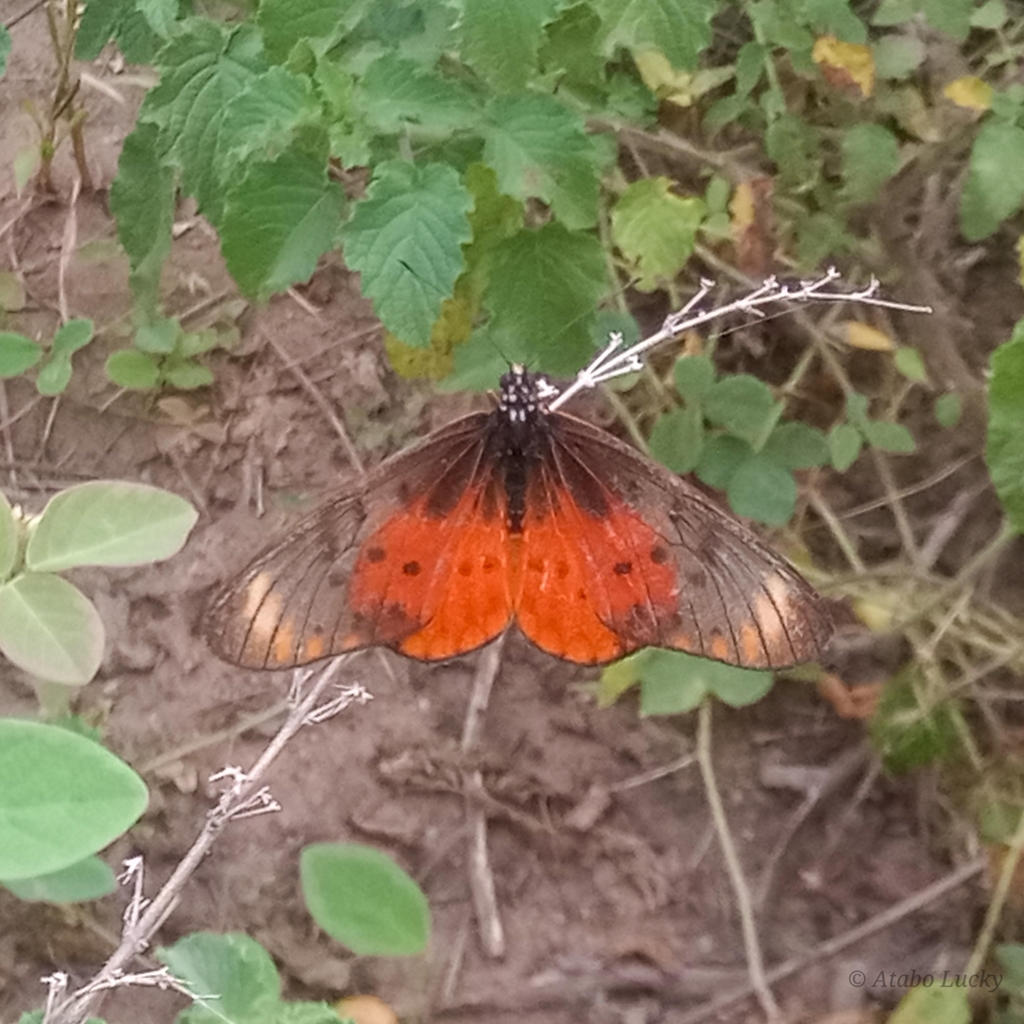 Acraea pseudegina