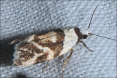Eremnotypa steriphota