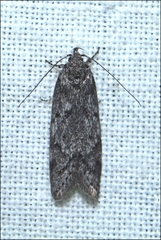 Ericrypsina chorodoxa