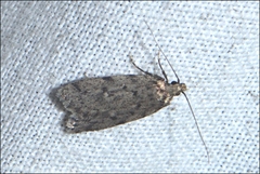 Ericrypsina chorodoxa