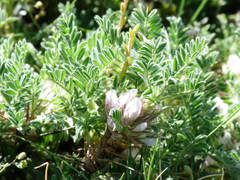 Astragalus sempervirens