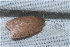 Garrha repandula