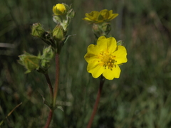 Potentilla gracilis fastigiata
