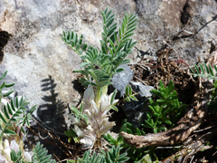 Astragalus sempervirens