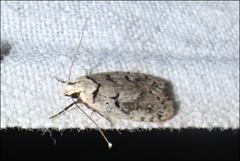 Scatochresis episema
