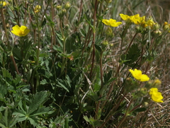 Potentilla gracilis fastigiata