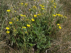 Potentilla gracilis fastigiata