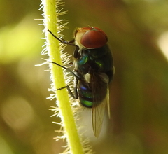 Diptera