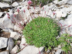 Saponaria caespitosa