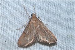 Endotricha approximalis