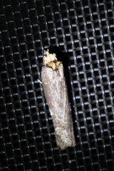 Ortholomia moluccana