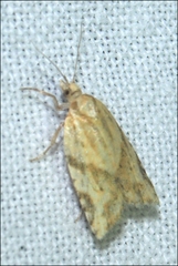 Clepsis therina