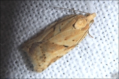 Clepsis therina